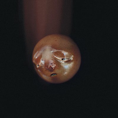 poolblood – mole